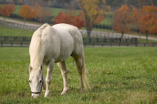 Autumn. white horse in the meadow