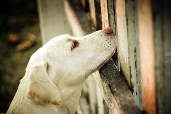 The muzzle of a white retriever dog, looking through a gap in the fence