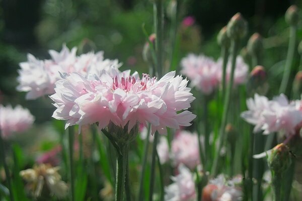 Fiordaliso rosa in fiore