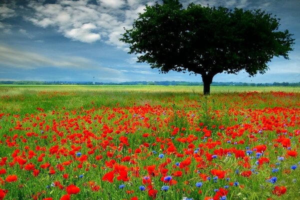 Paysage de champ de coquelicots et d arbres