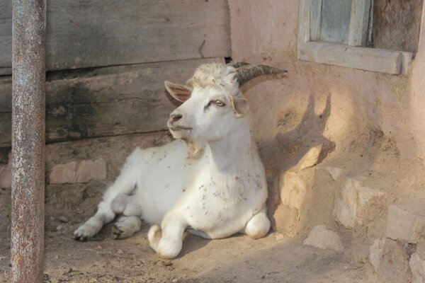 White goat close-up