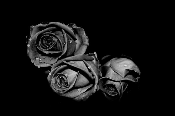 Photo noir et blanc d une rose avec de la rosée