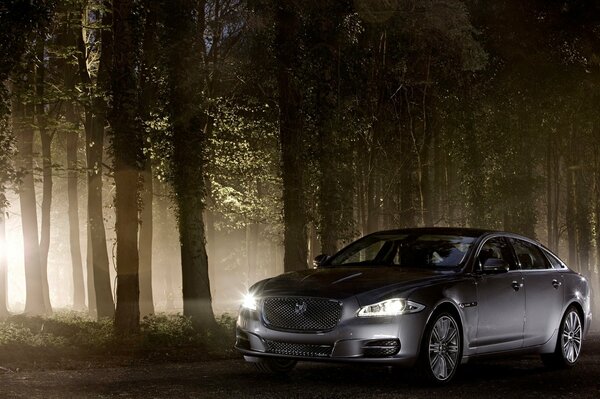 Coche Jaguar gris en el bosque por la noche