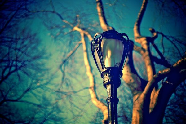 Lanterna su uno sfondo di cielo blu e un albero con rami