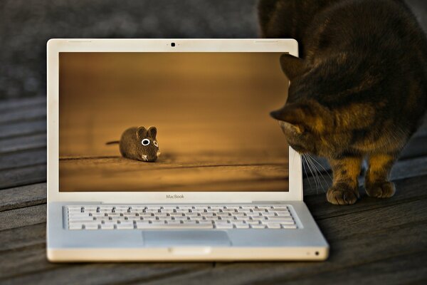 The cat looks at the screen on which the mouse is