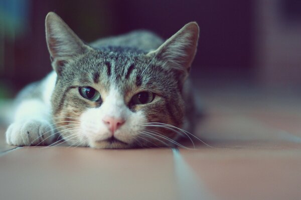 The muzzle of a cat lying on the floor