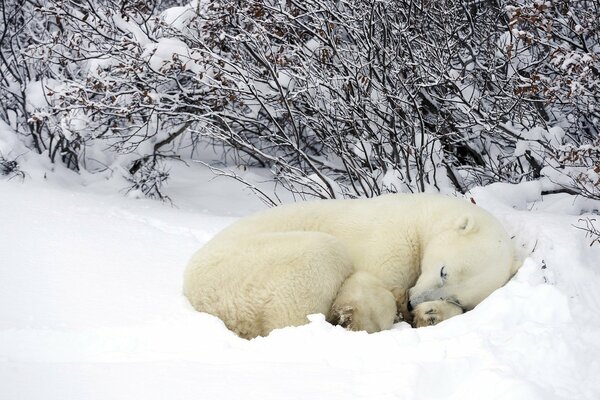 Ein Eisbär, der im Schnee schläft