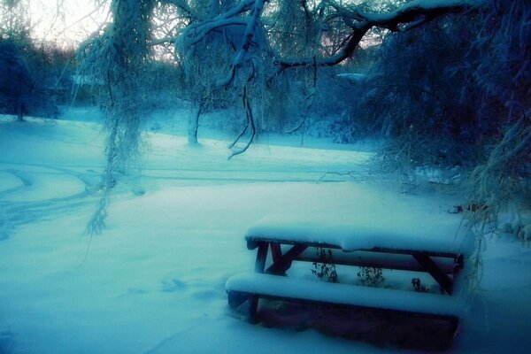 Forest in winter with trees in the park