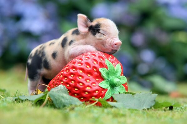 Pig hugs and enjoys strawberries