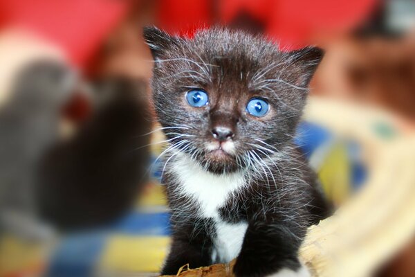 A beautiful kitten with blue eyes