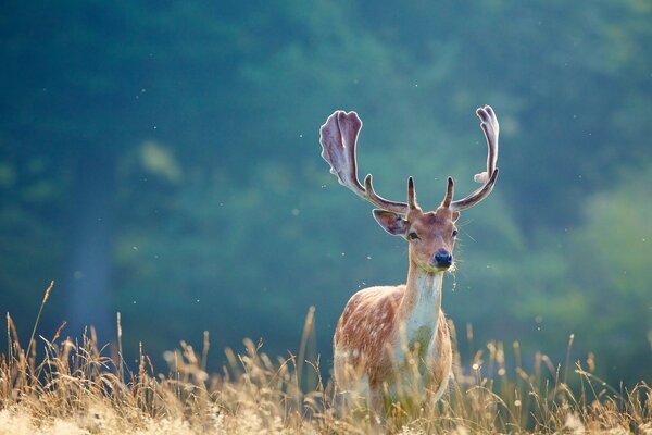 Beautiful deer grazing in the field