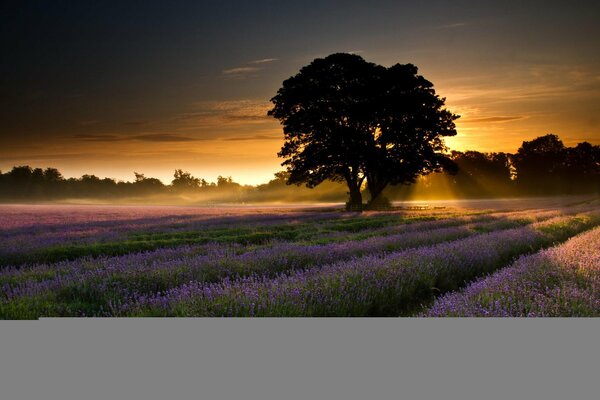 Amanecer en un campo de lavanda