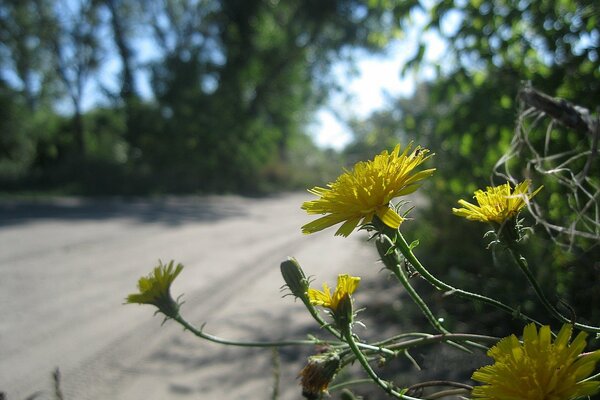 Makroaufnahme von gelben Blumen am Straßenrand