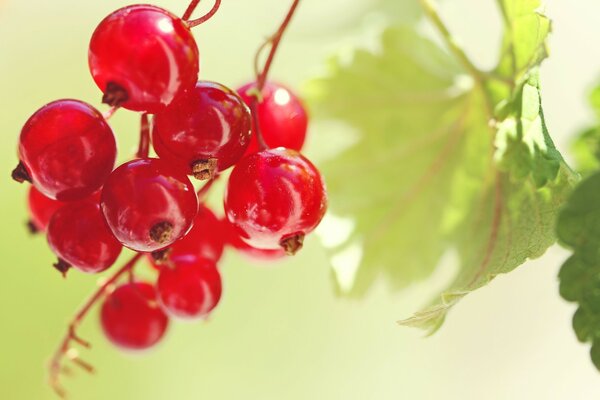 Bündel von reifen roten Johannisbeeren