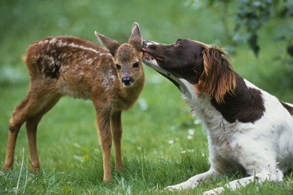 Chien et cerf sur la pelouse verte