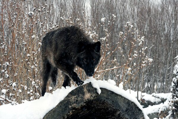 Wolf auf einem Baumstamm im verschneiten Wald