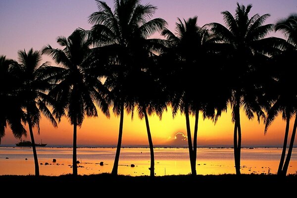 Palm trees on the background of a yellow sea sunset