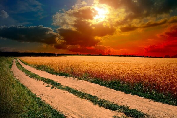 Camino a través de un campo de trigo