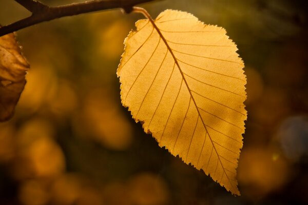 Feuille d automne transparente jaune