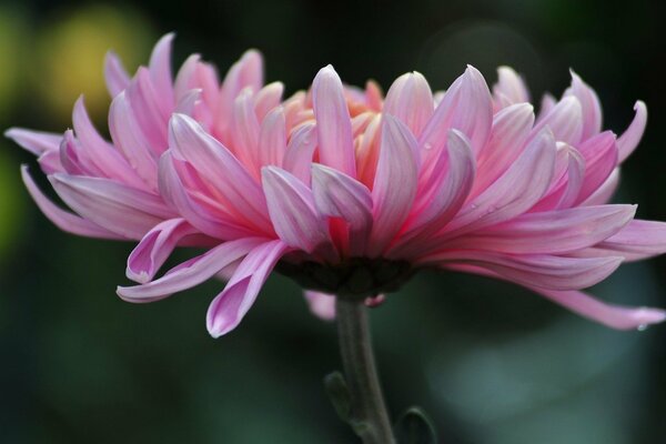 Fleur de chrysanthème rose en été