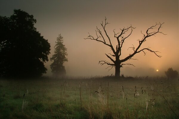 A black tree without leaves in the evening fog