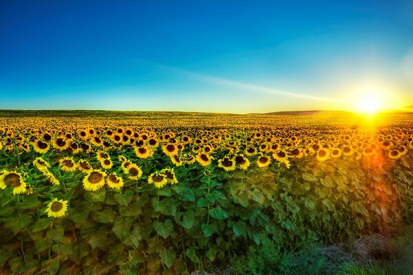 A field of sunflowers at sunset