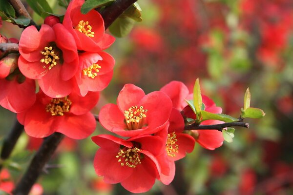 Fiori rossi primaverili con foglie