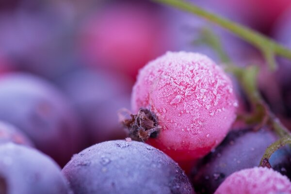 Pink berries with soy