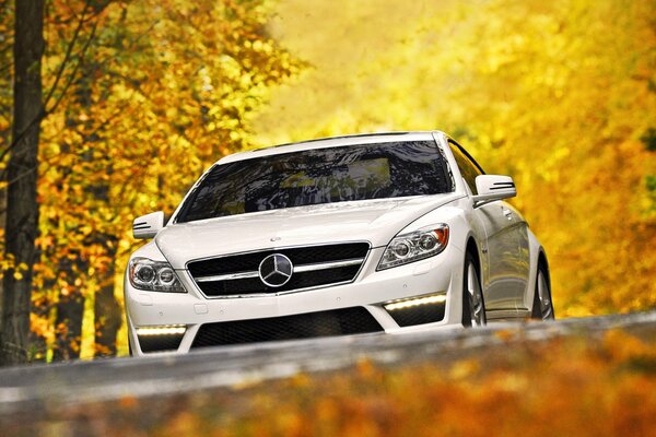 Mercedes blanche dans la forêt d automne