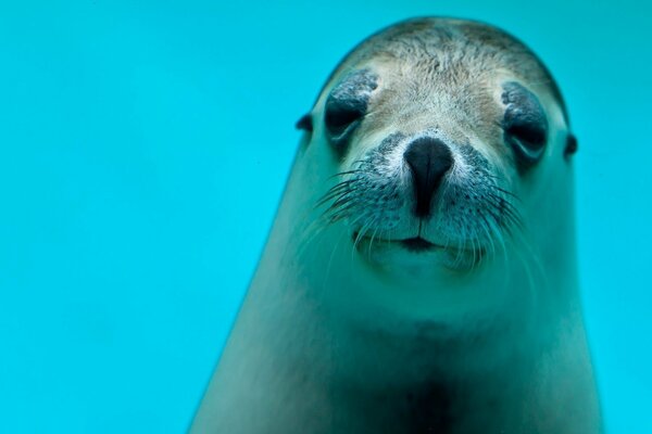 Foca sobre fondo azul primer plano