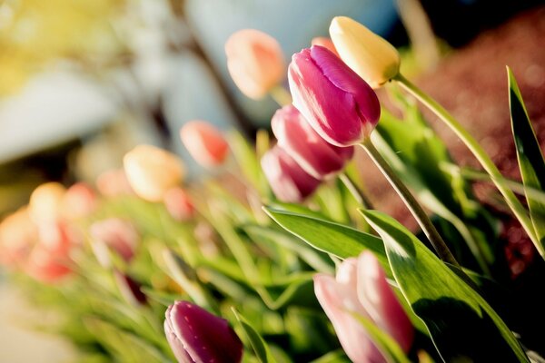 Yellow tulips are messengers of separation