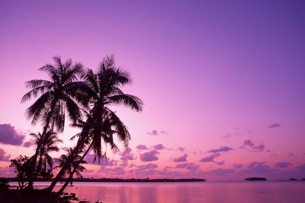 Silhouette of palm trees against a pink sunrise