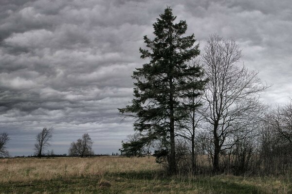 A tree against a background of gray clouds