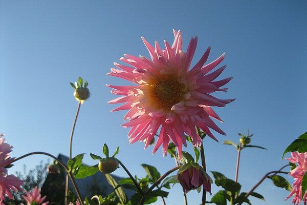 Terry pink dahlia on a clear sky background