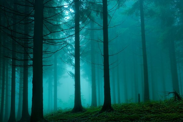 Dunst im Kiefernwald. Natur Schönheit