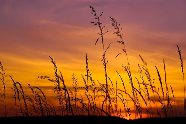 Bellissimo tramonto sul campo