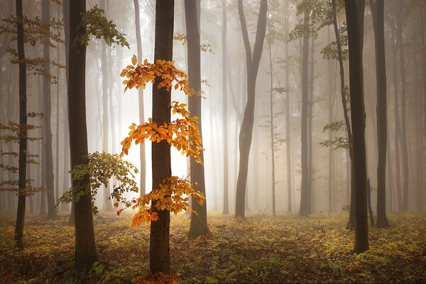 Faszinierender Nebel im Herbstwald