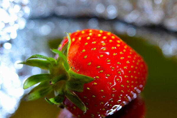 Fresas solitarias jugosas de color rojo brillante