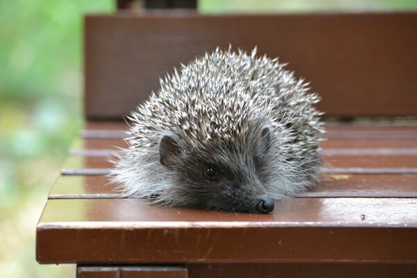 Cute hedgehog is lying on a bench