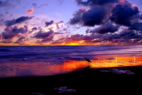 La cigüeña al atardecer se encuentra en la orilla del mar