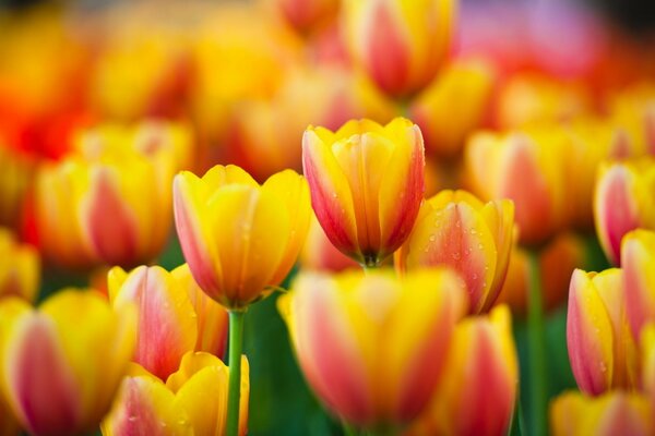 Champ de tulipes rouge-jaune