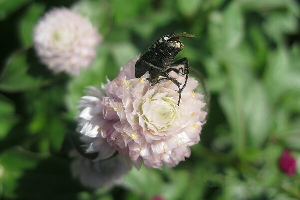 Scarabeo sepolto in un pompon floreale