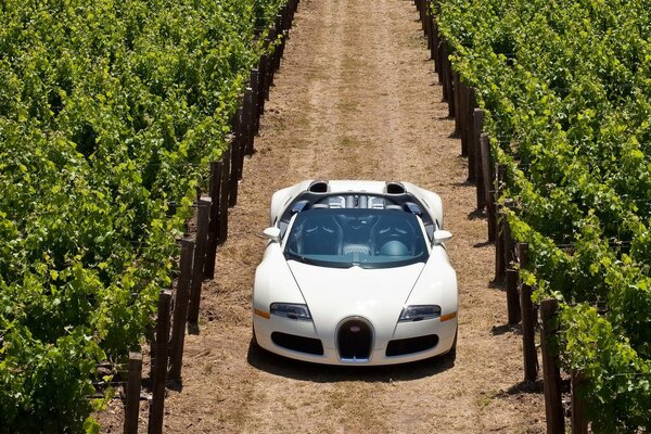 Auto blanco, coche, coche extranjero, plantación de uva