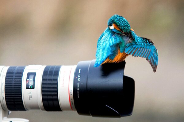 Blue kingfisher cleans feathers