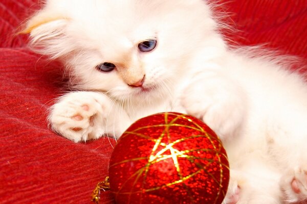 Gatito jugando con juguete de Navidad