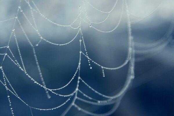 Diamond spider web of water droplets