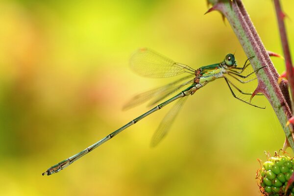 Libelle auf einem Ast auf einem Hintergrund von gelben Blüten