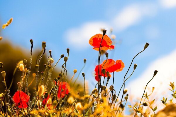 Amapolas rojas contra un cielo claro de verano