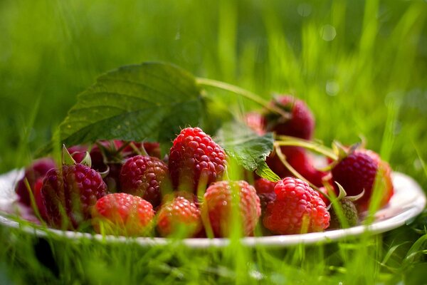 Raspberries in a plate on the green grass