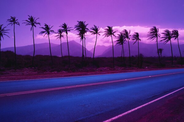 Soir. Route. Coucher du soleil. Palmiers